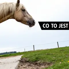 Koń na pastwisku. Siarka organiczna na co? MSM to suplement diety dla koni, wspierający stawy i sierść.