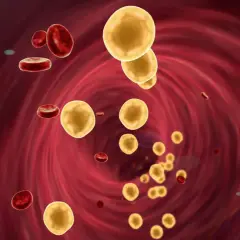 Żółte kuleczki cholesterolu LDL unoszą się w krwiobiegu, otoczone czerwonymi krwinkami. Podwyższony poziom tego tłuszczu może być groźny.
