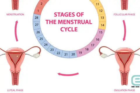 Cykl menstruacyjny: od miesiączki, przez fazę folikularną i owulację, do fazy lutealnej. Plamienie przed okresem może wystąpić pod koniec cyklu.